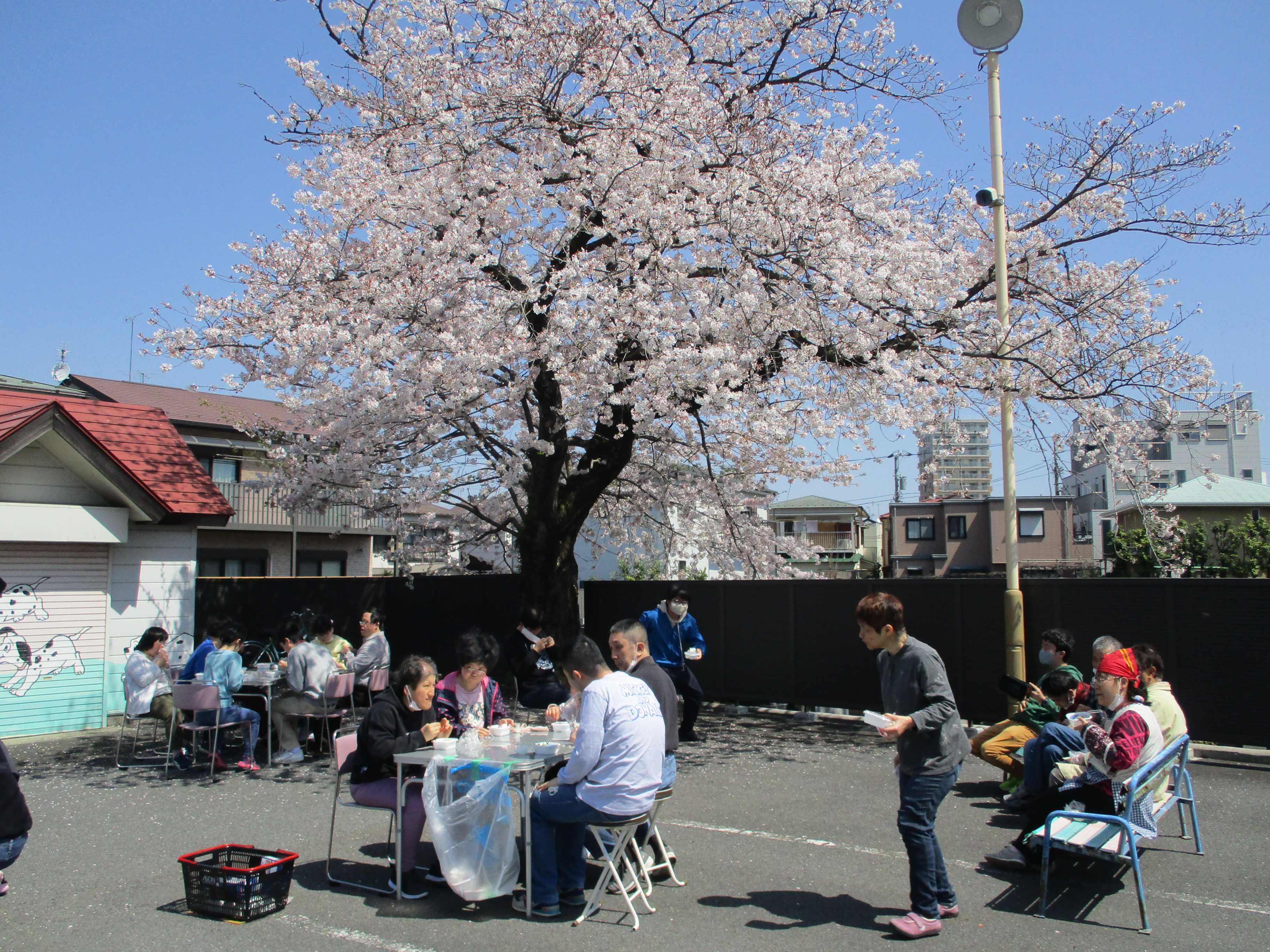 ほうあんのぞみのお花見ピクニック